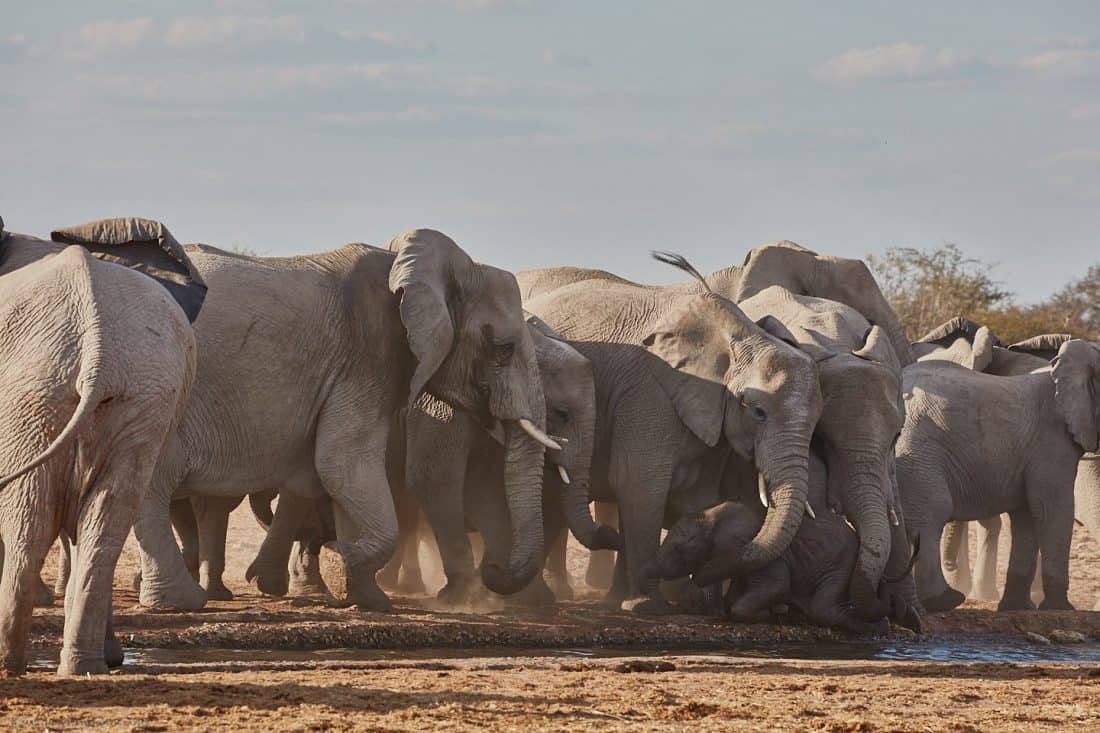 Baby Elephant Being Rescued from Waterhole