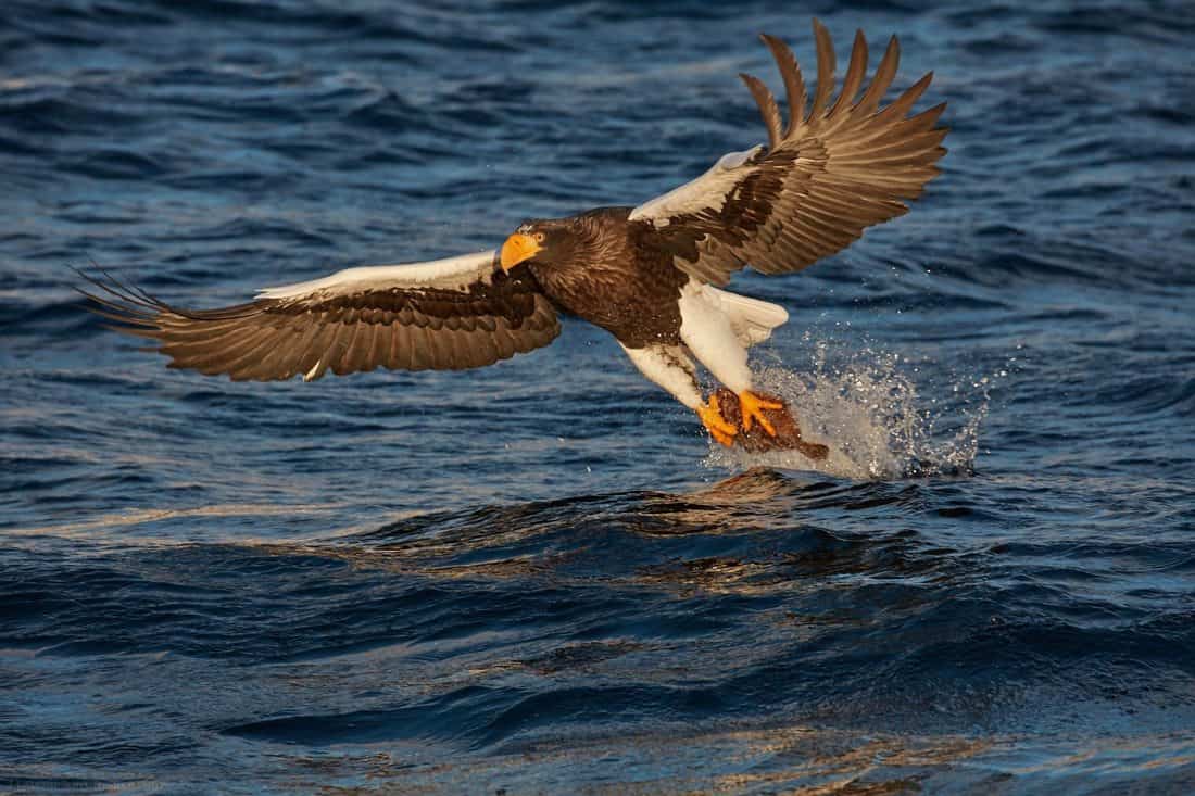 Catch from a Wave