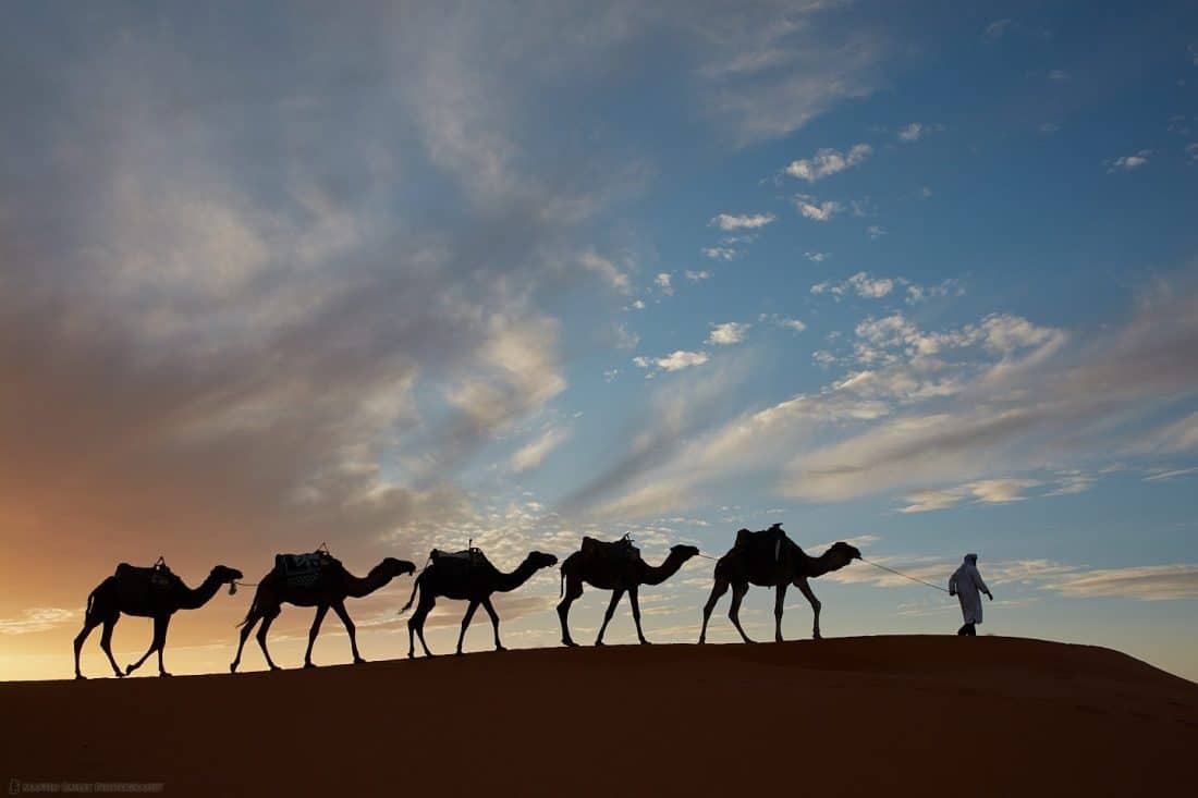 Camel Silhouettes at Sunset