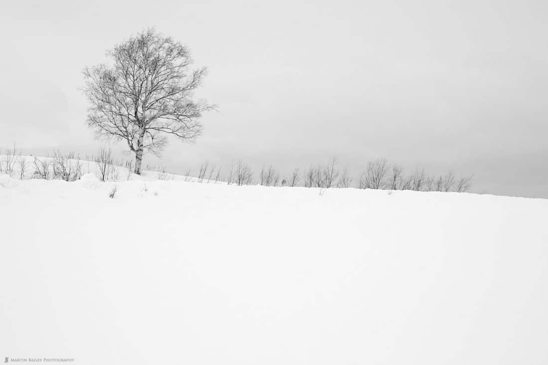 Martin's Tree in Biei