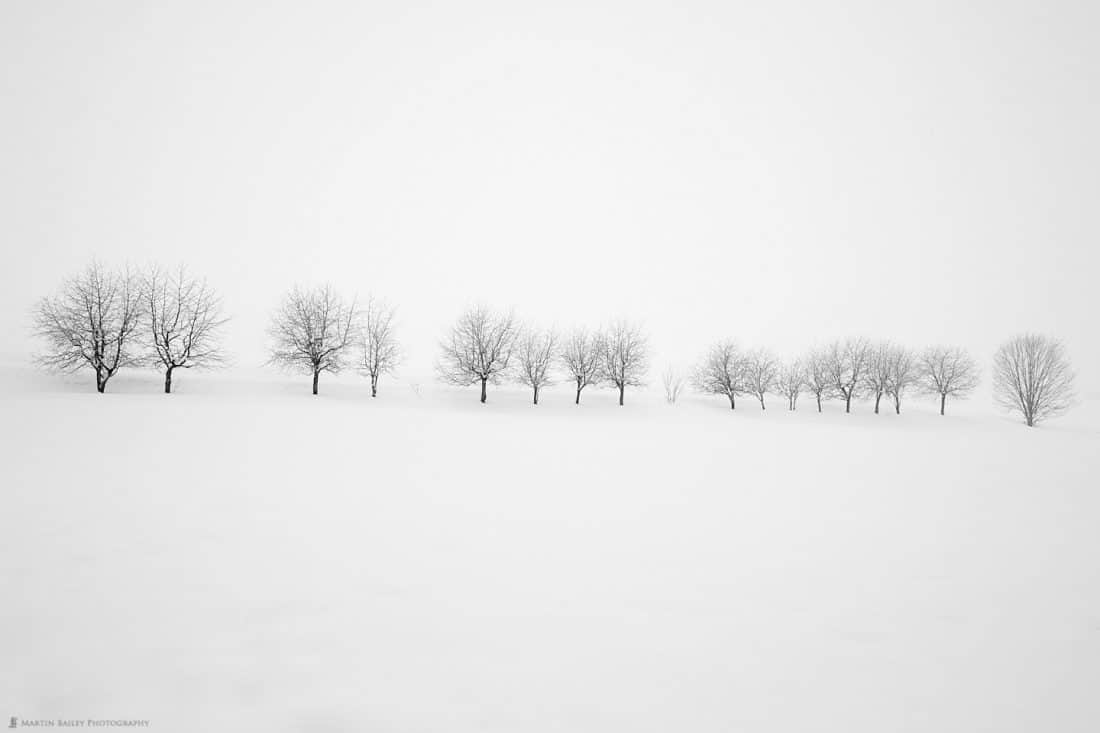 Takushinkan Trees