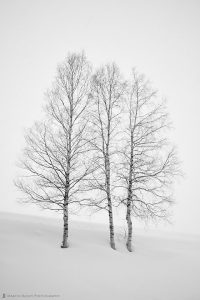 Three Birch Trees in Snow