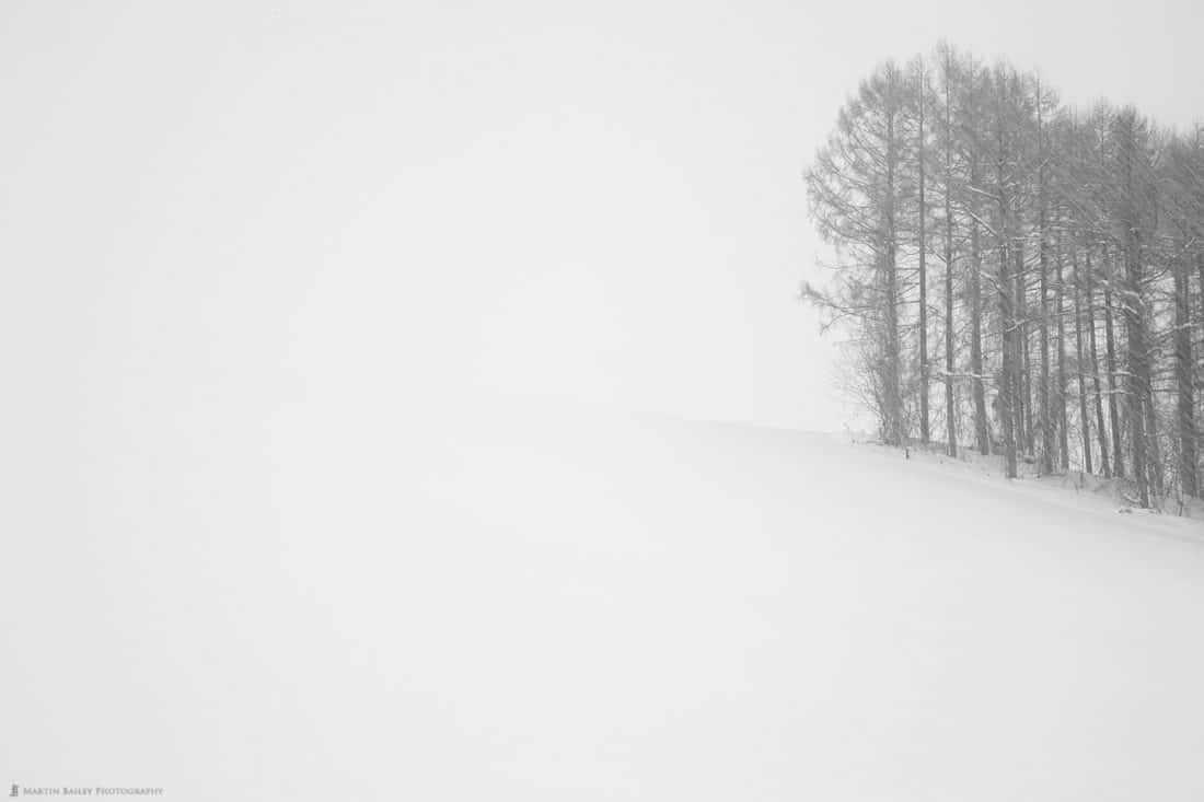 Pencil Drawing Trees