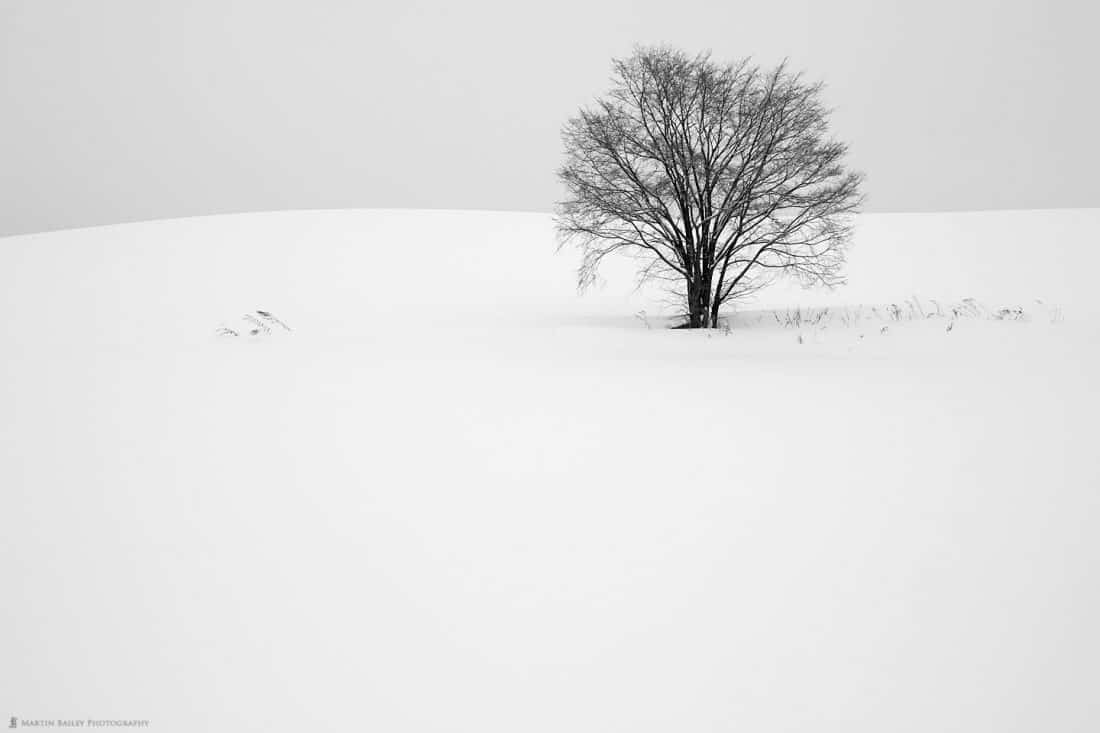 Tree with Grasses