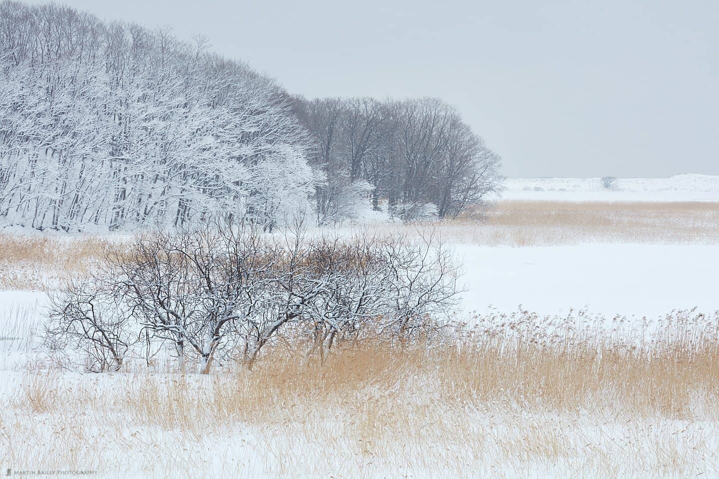 Winter Estuary