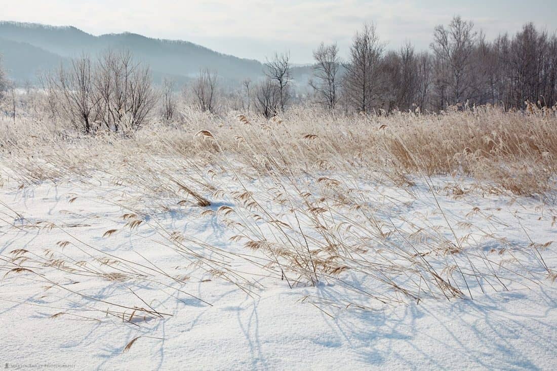 Frosty Grasses