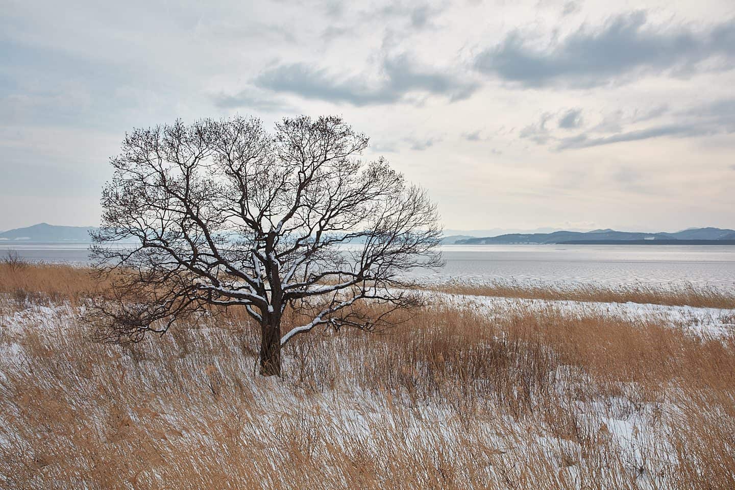 Saroma Lake Tree