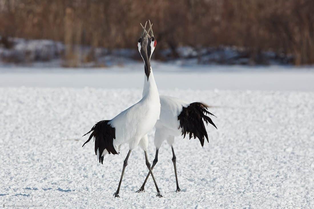 Crossing Cranes