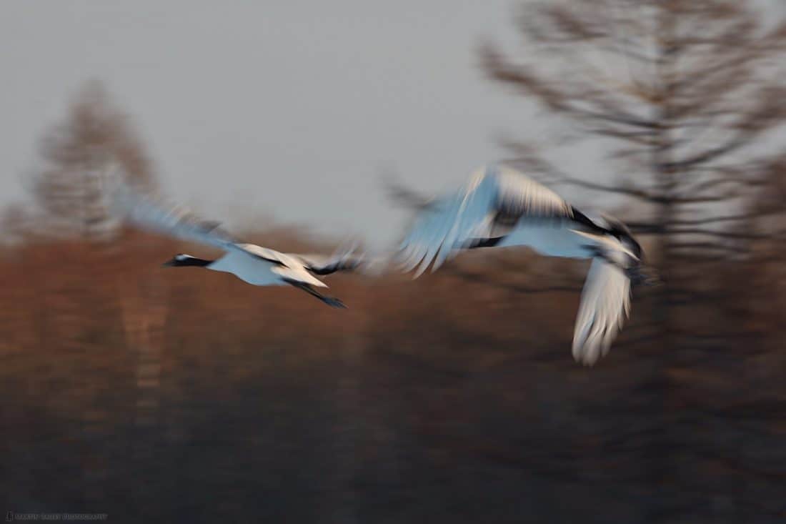 Crane Wings