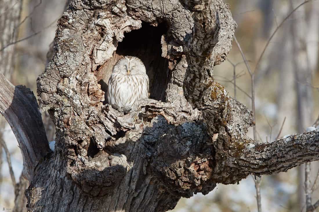 Happy Owl