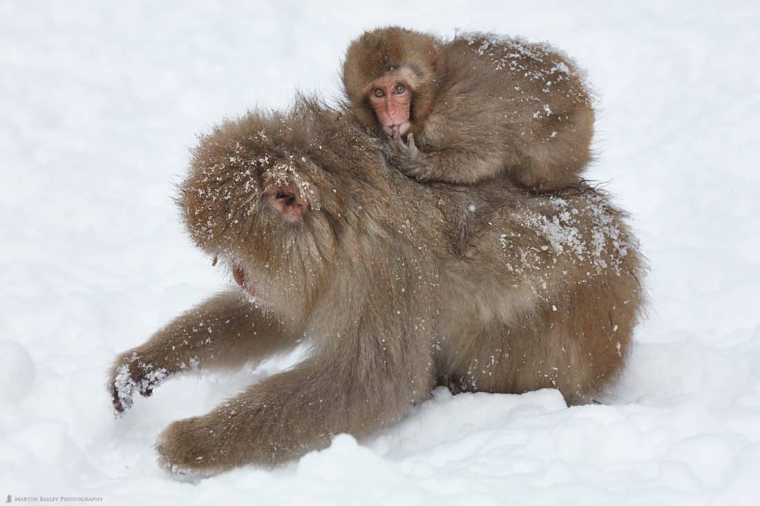 Snow Monkey Sucking Its Finger