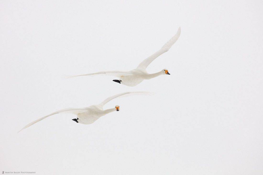 Whooper Swans In White