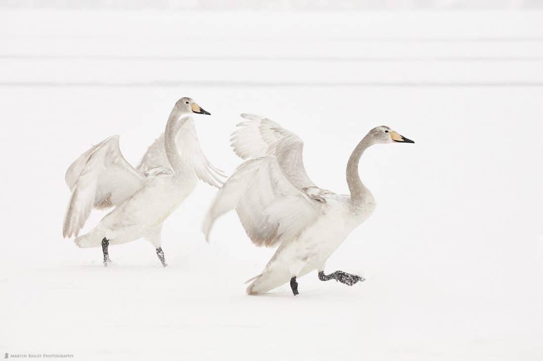 Grey But Not Ugly (Ducklings)