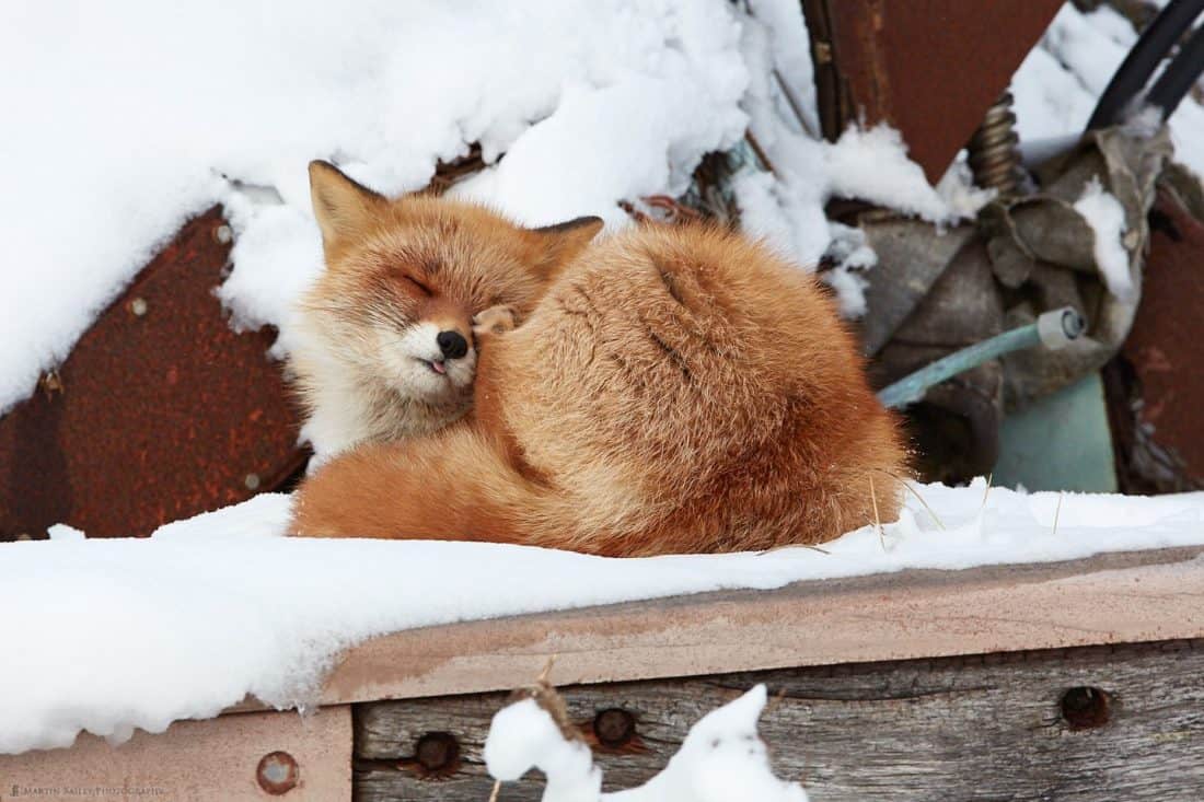 Fox Scratching Face