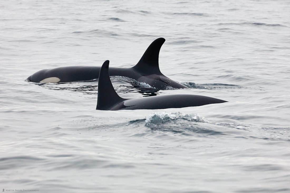 Winter Orca at Shiretoko