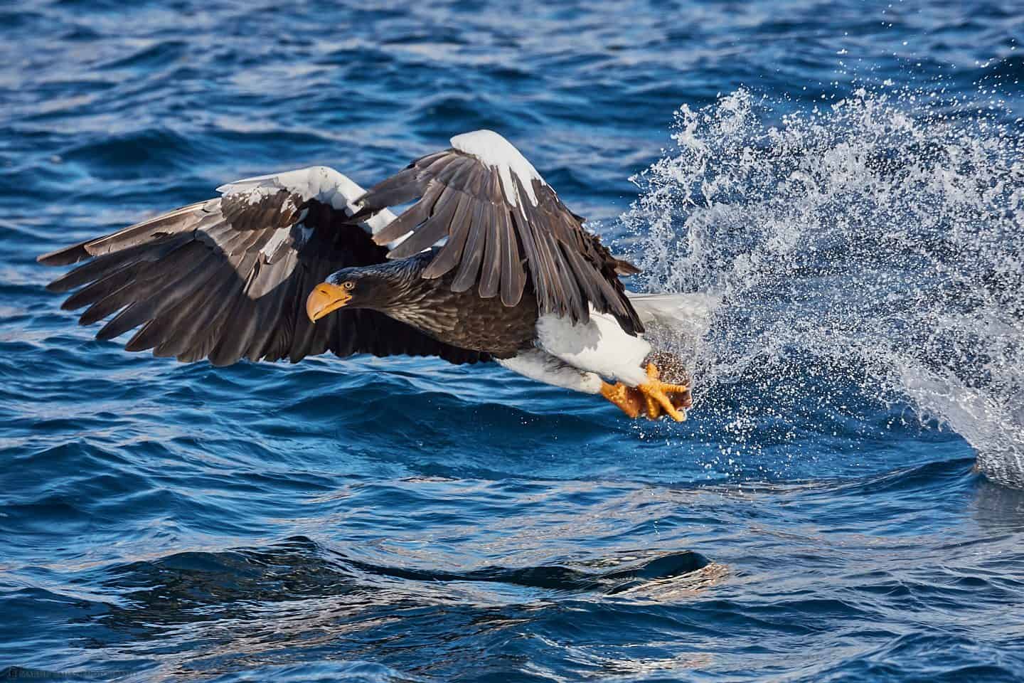 Steller's Sea Eagle Catch