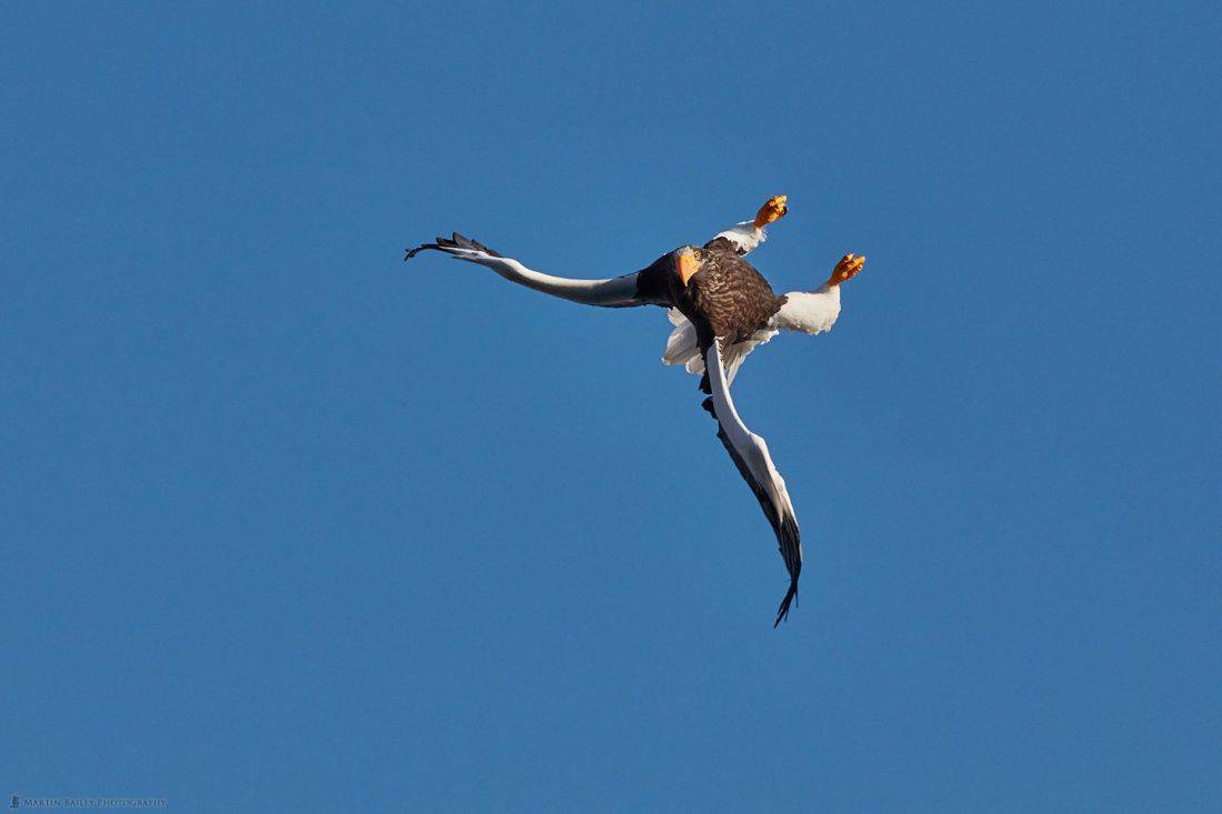 Steller's Sea Eagle Aerial Acrobatics