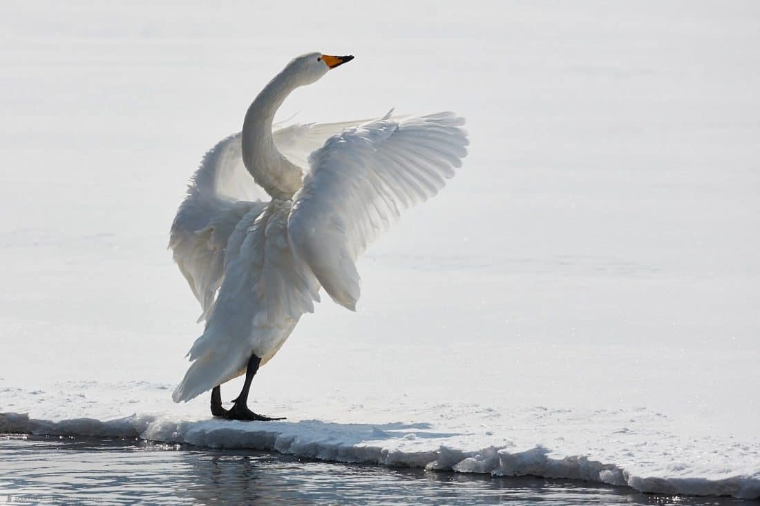 Feathered Friend