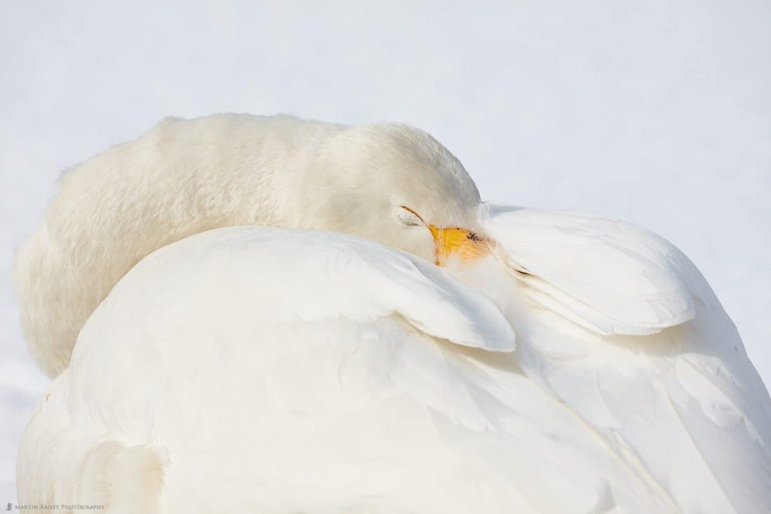 Sleepy Swan