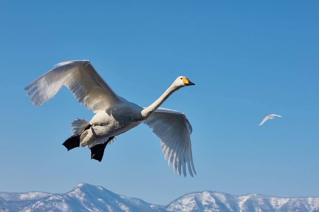 Intimate Swan Landing