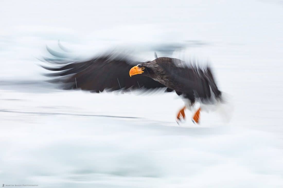 Eagle in a Flap