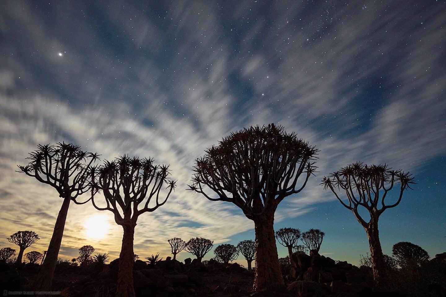 Moonlit Quiver Trees