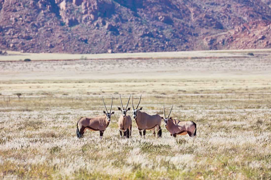 Oryx Male with Harem