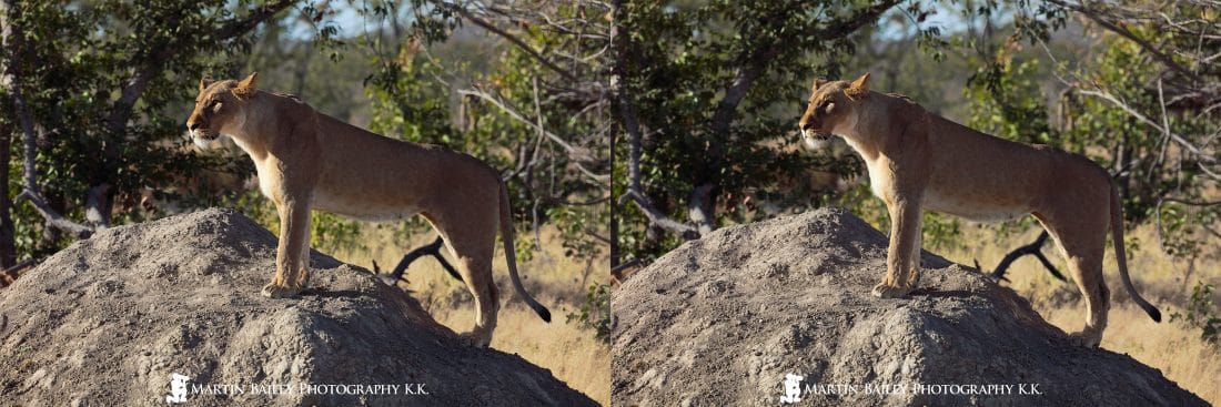 Proud Lioness in 3D