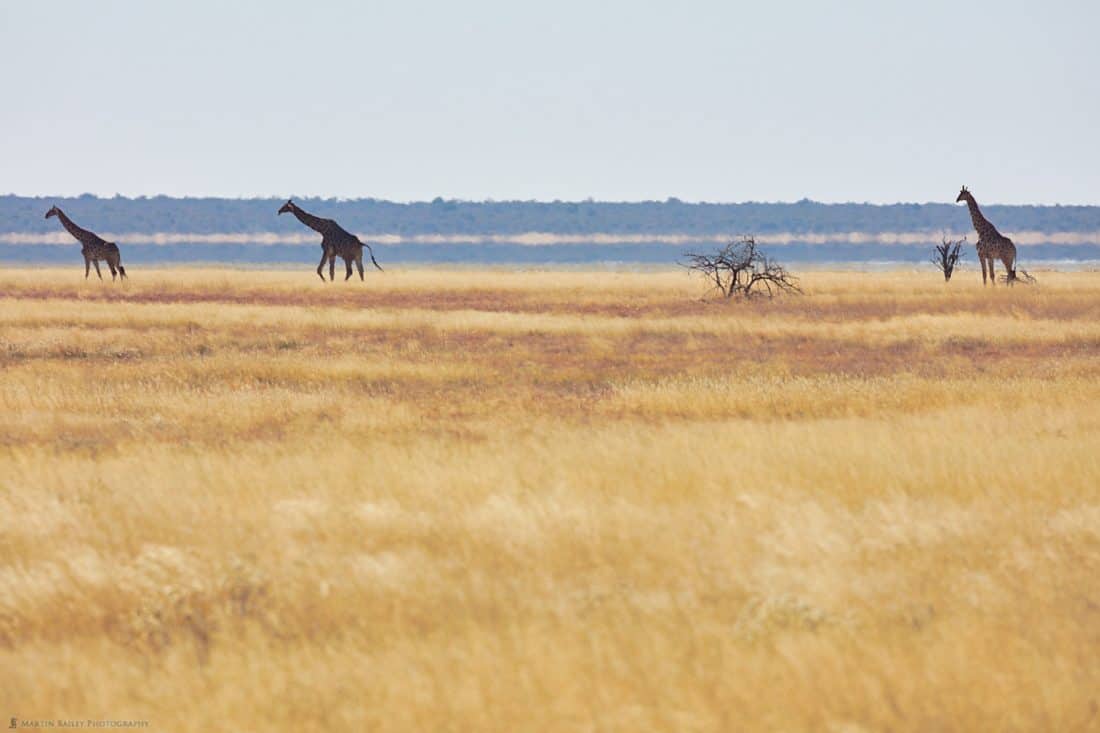 A Journey of Giraffes