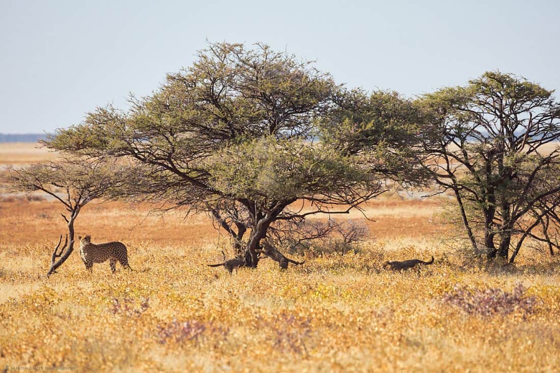 Cheetah with Cubs