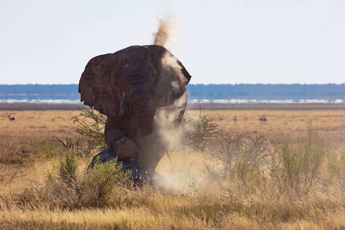 Elephant Dust Bath