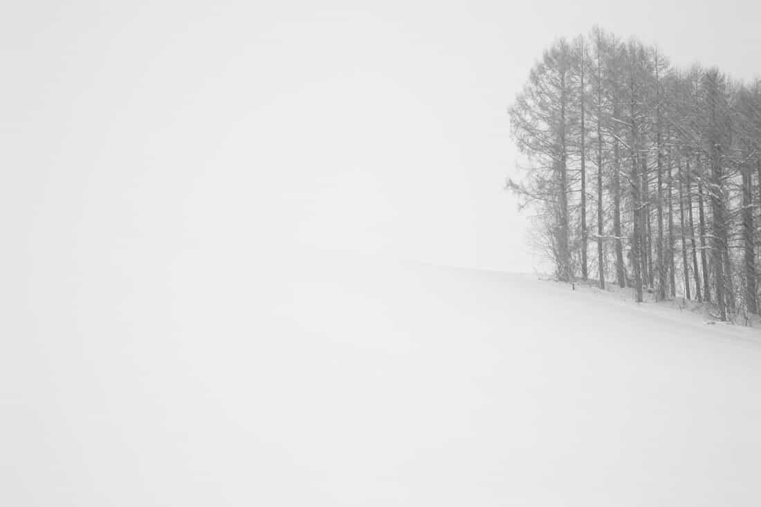 Pencil Drawing Trees