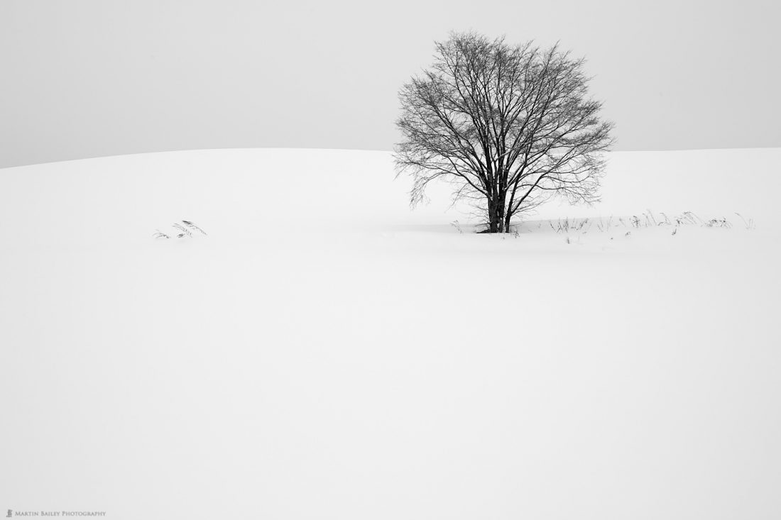 Tree with Grasses