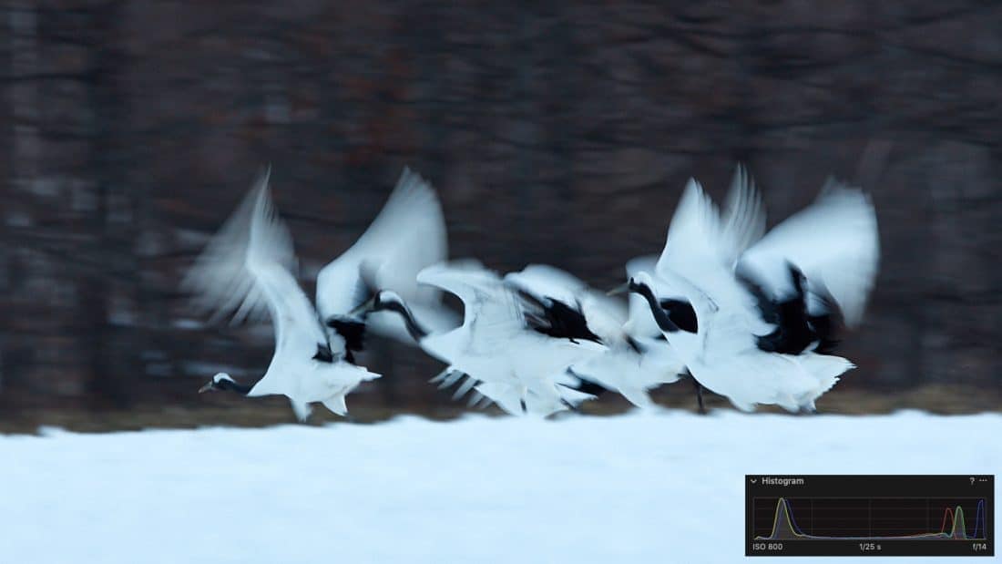 Cranes Taking Flight (with Histogram)