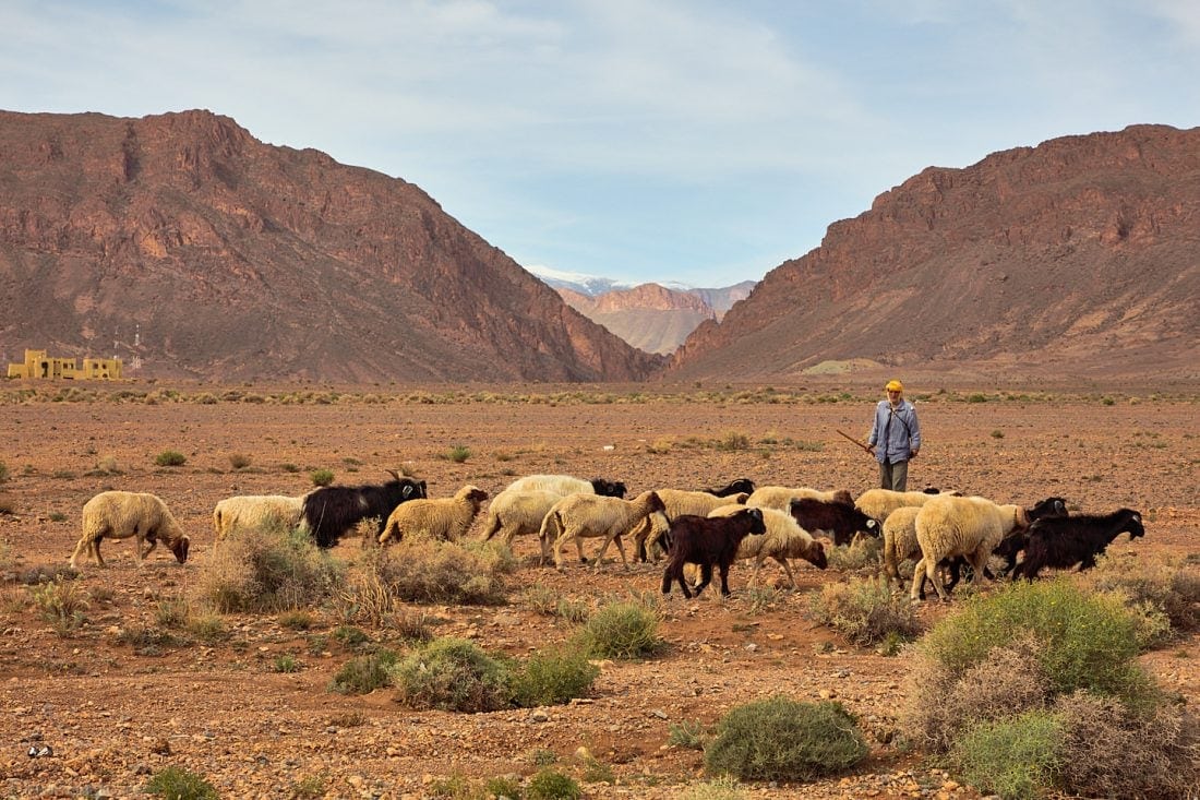 Shepherd Near Tillicht