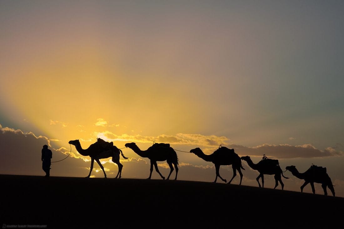 Camel Sunset