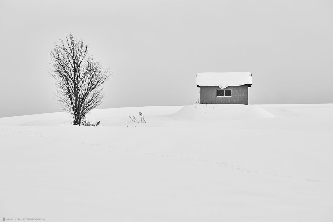 Hut and Tree