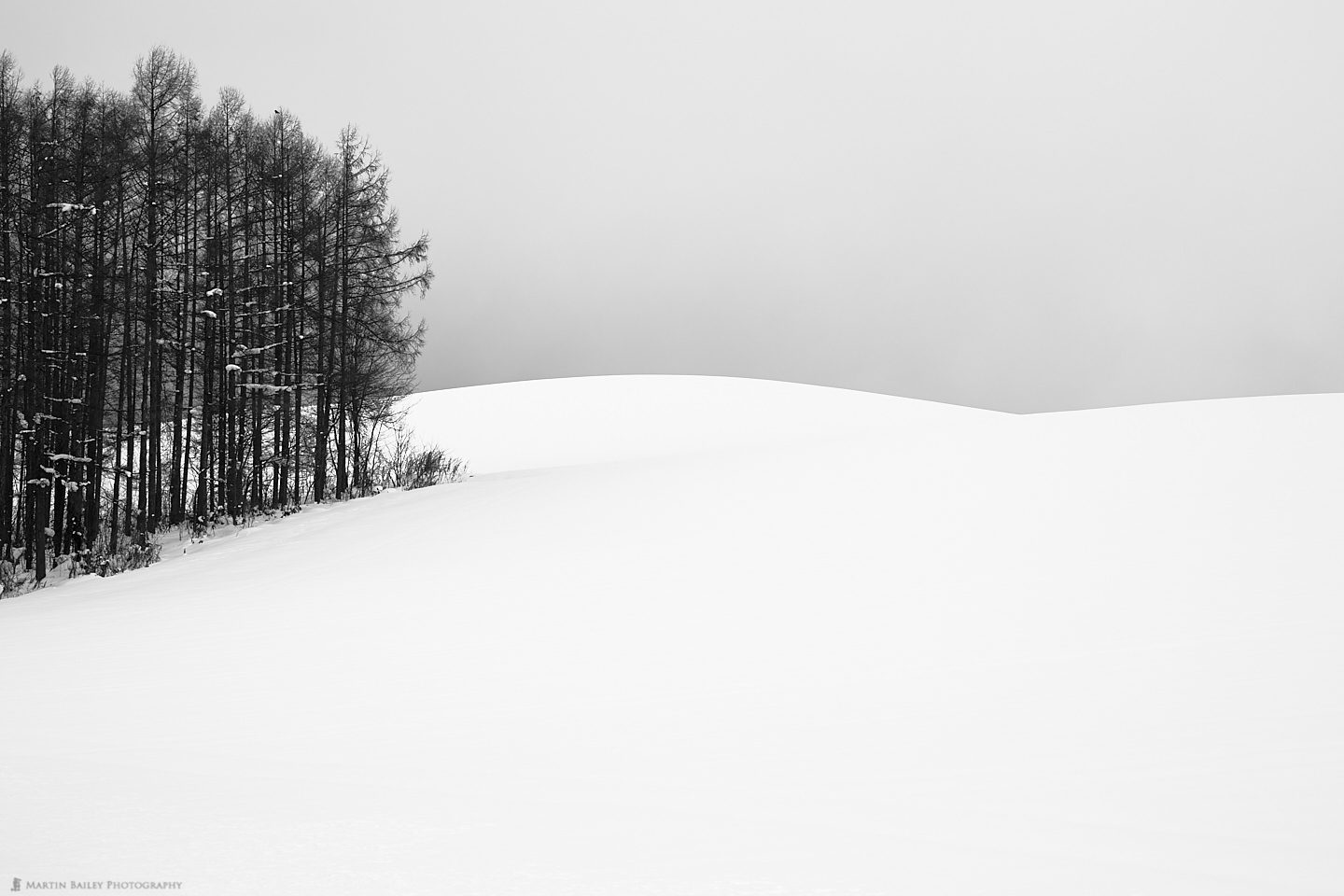 Copse with Rolling Hills