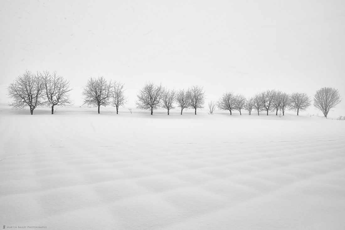 Trees and Patchwork Snow