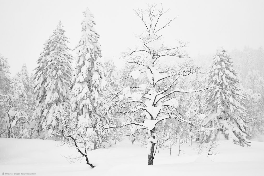 Mount Asahi Big and Small Trees