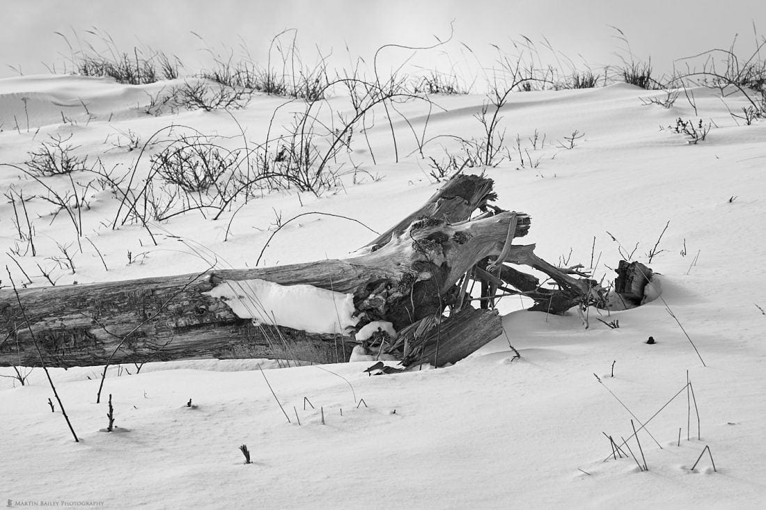 Snowdrift Wood