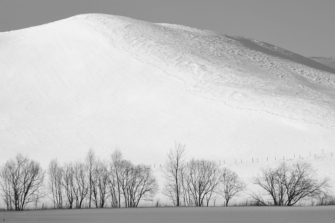 Trees in Shadow, Mountain in Light