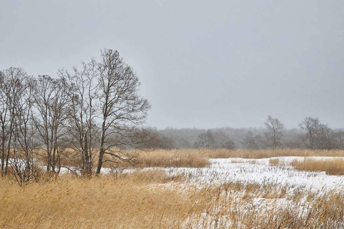 Trees in Snow Storm