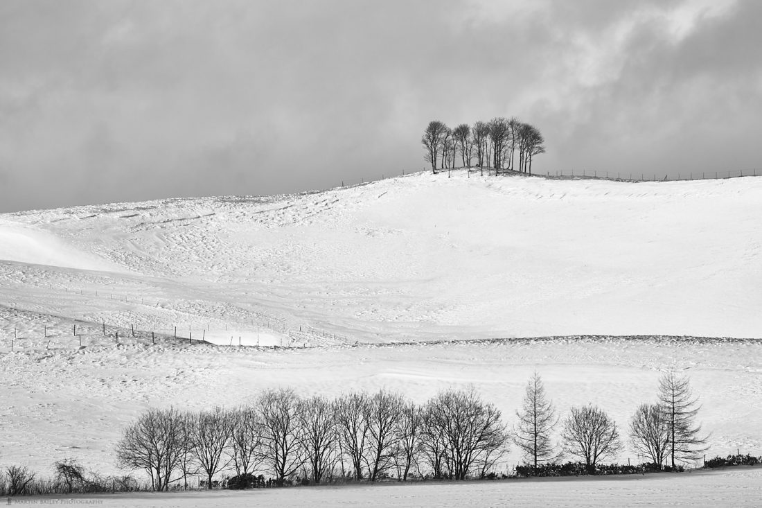 High and Low Trees