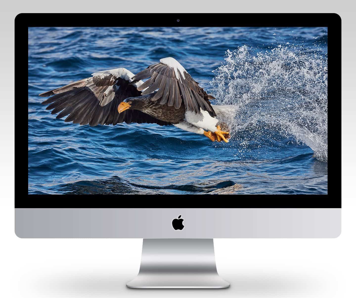 Steller’s Sea Eagle Catch Wallpaper