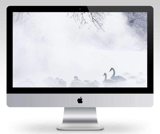 Swans in Mist Wallpaper