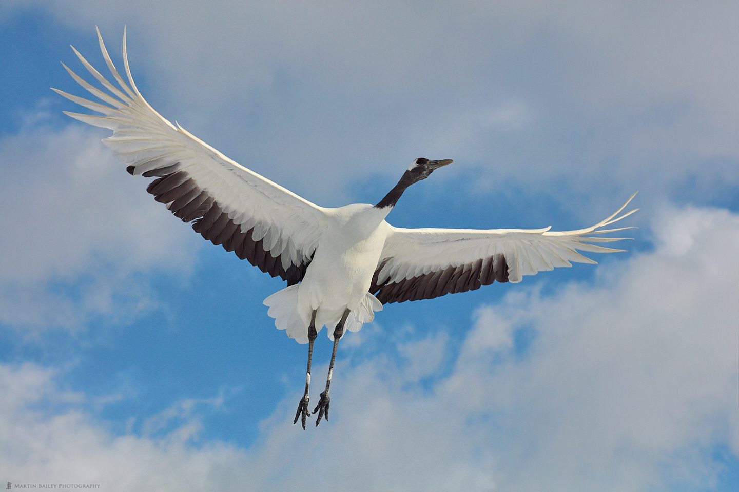 Crane Flyover