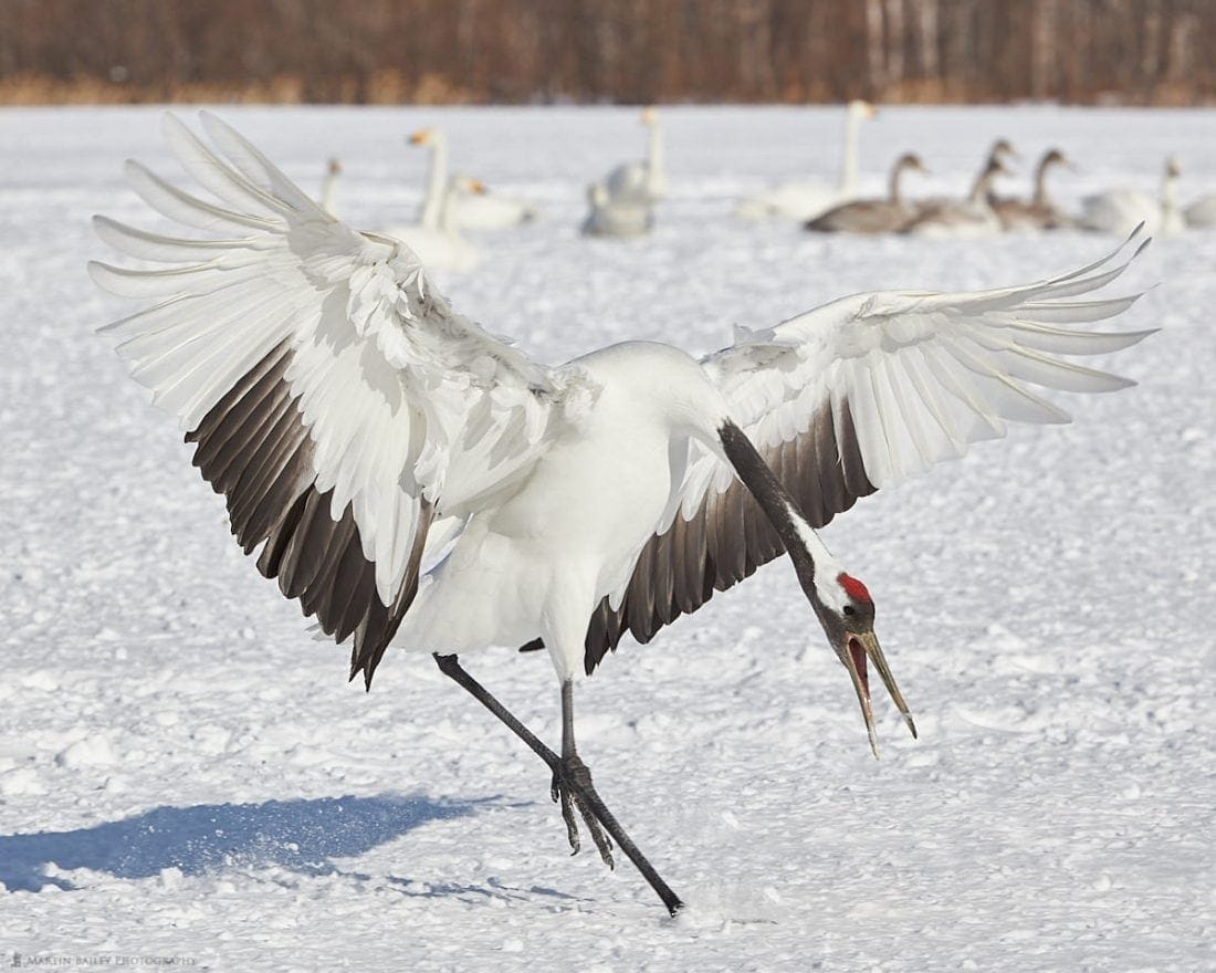 Ruffled Feathers