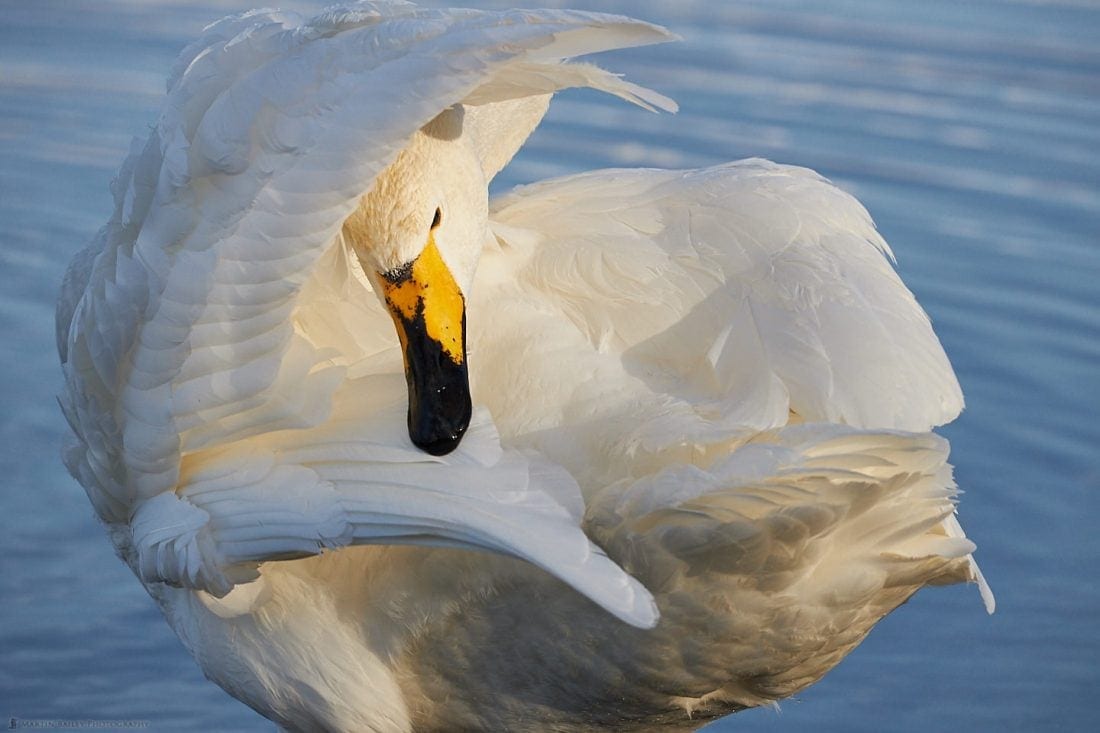 Whooper Swan Interior