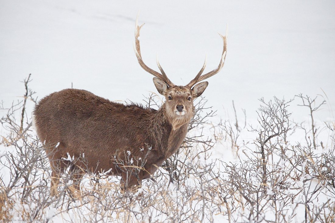 Ezo Deer in Bushes